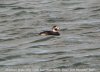 Long-tailed Duck at River Roach (Steve Arlow) (78304 bytes)